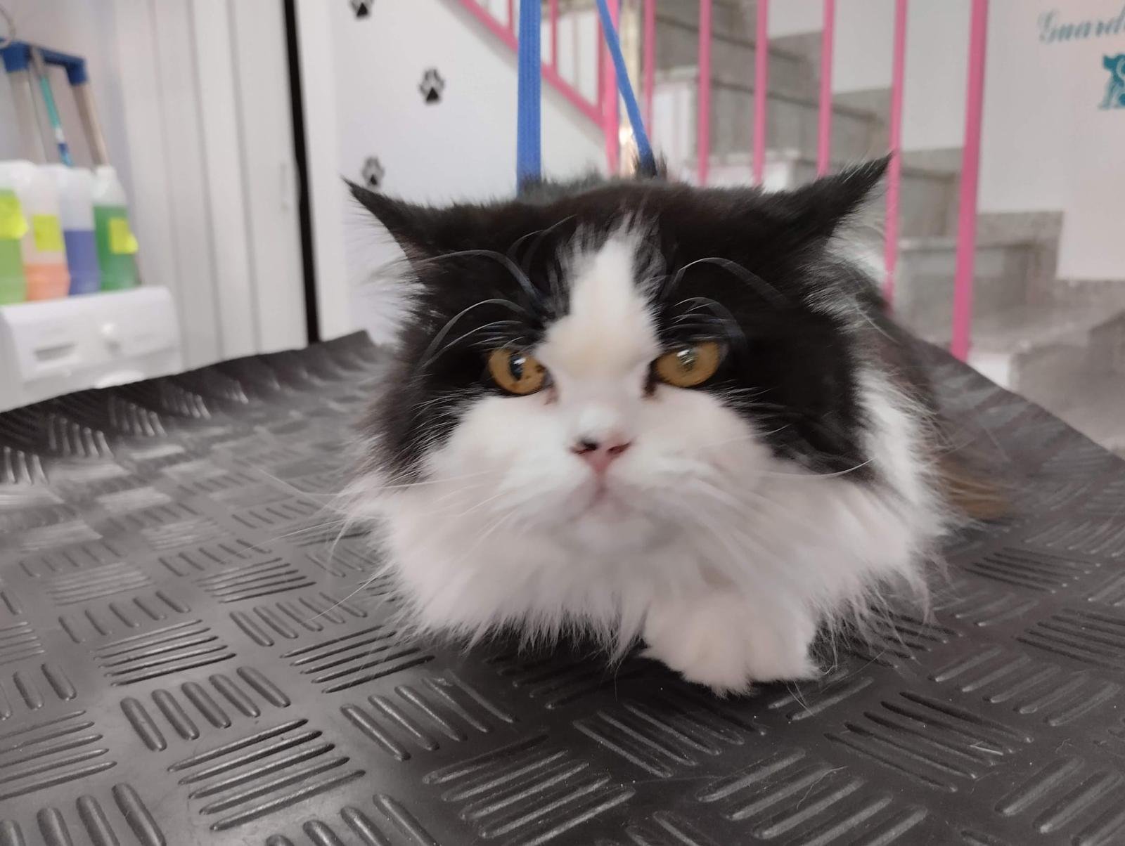 image_C0F014C204DEB1